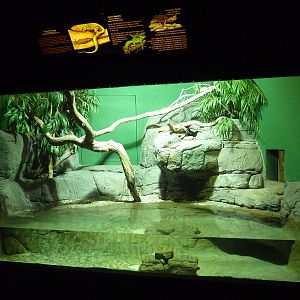 Reptile Encounter - Caiman Lizard/Green Basilisk/Matamata Exhibit
