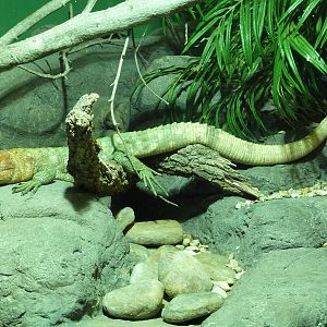 Reptile Encounter - Caiman Lizard
