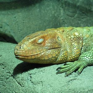 Reptile Encounter - Caiman Lizard