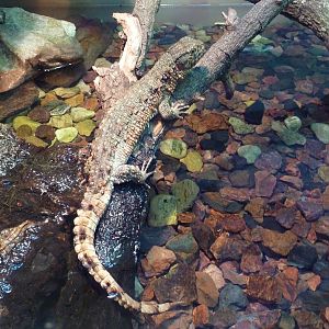 Reptile Encounter - Chinese Crocodile Lizard