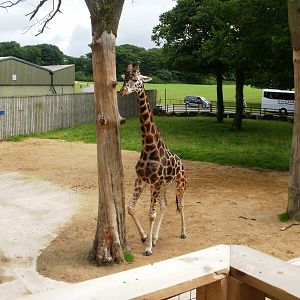 Giraffe Out Door Enclosure - 07.08.2010
