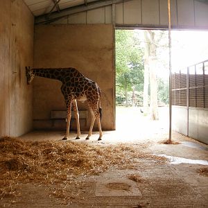 Giraffe In Door Enclosure - 07.08.2010
