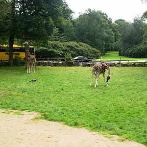 Giraffe Out Door Enclosure - 07.08.2010