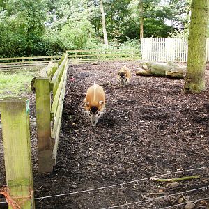 Red River Hogs - 07.08.2010