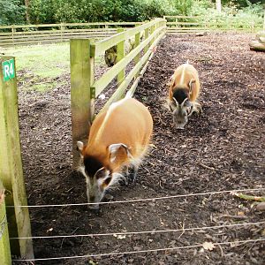 Red River Hogs - 07.08.2010