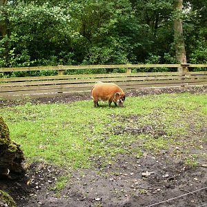 Red River Hogs - 07.08.2010