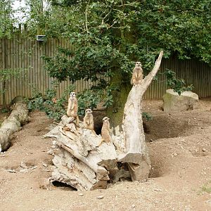Meerkat Group 1 - 07.08.2010
