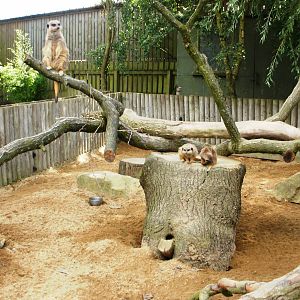 Meerkat Group 2 - 07.08.2010