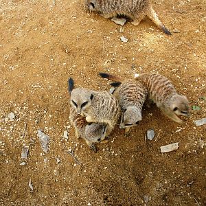 Meerkat Group 2 - 07.08.2010
