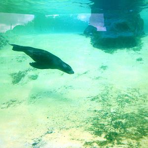 Sea Lion - 07.08.2010