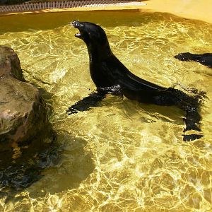 Sea Lion - 07.08.2010