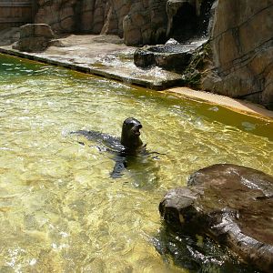 Sea Lion - 07.08.2010