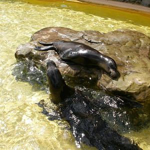 Sea Lions - 07.08.2010