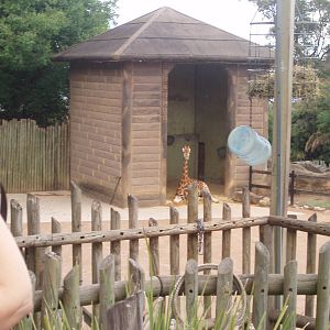 taronga zoo 2009