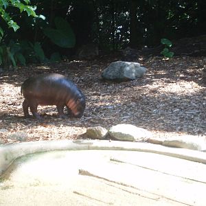 taronga zoo 2009