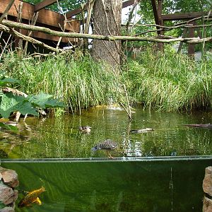 South American Walkthrough at Heidelberg, 05/09/10