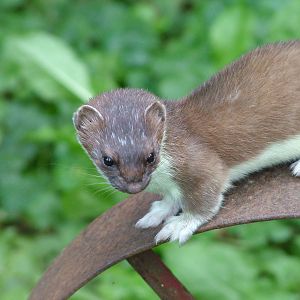 European Stoat at Heidelberg, 05/09/10