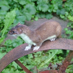 European Stoat at Heidelberg, 05/09/10