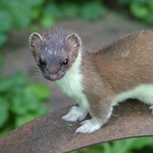European Stoat at Heidelberg, 05/09/10