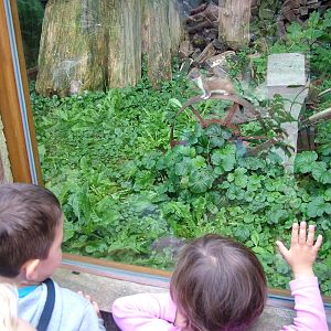 Stoat Spotting at Heidelberg, 05/09/10