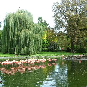 Formation Flamingos at Heidelberg, 05/09/10