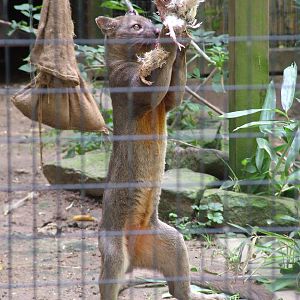 Fossa Feeding at Heidelberg, 05/09/10