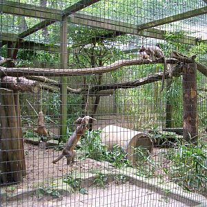 Fossa Exhibit at Heidelberg, 05/09/10