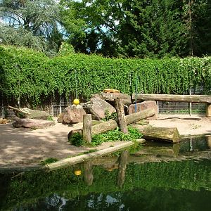 Asian Lion Exhibit at Heidelberg, 05/09/10