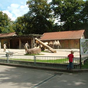 Camel Paddock at Heidelberg, 05/09/10