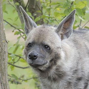 Striped hyaena