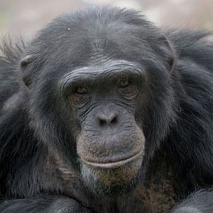 Chimpanzee