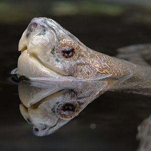 Giant Asian pond turtle