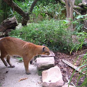 Asian Golden Cat at Heidelberg, 05/09/10