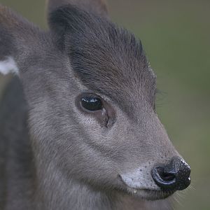 Michies tufted deer