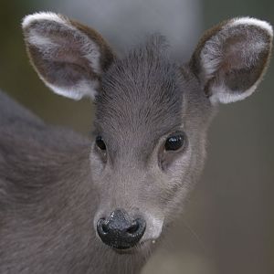 Michies tufted deer
