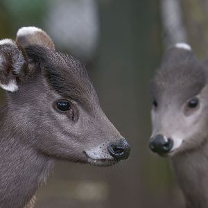 Michies tufted deer