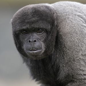 Woolly monkey
