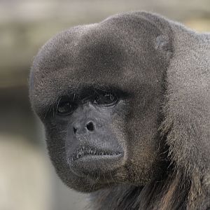Woolly monkey adult male