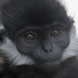 Francois langur