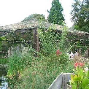 Steller's Sea Eagle Aviary at Heidelberg, 05/09/10