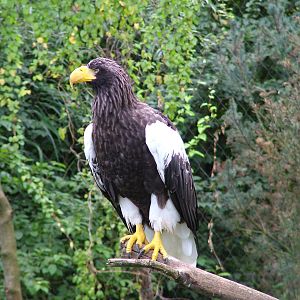 Steller's Sea Eagle at Heidelberg, 05/09/10