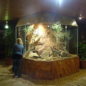 Elephant Shrew Exhibit at Heidelberg, 05/09/10