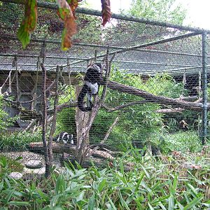 Lemur Exhibit at Heidelberg, 05/09/10