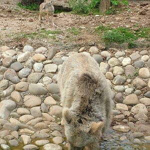 Syrian Bear and Corsac Fox at Heidelberg, 05/09/10