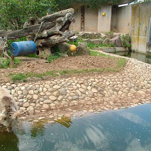 Syrian Bear and Corsac Fox Exhibit at Heidelberg, 05/09/10