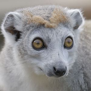 Crowned lemur (1)