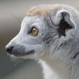 Crowned lemur (2)
