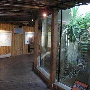komodo dragon exhibit building