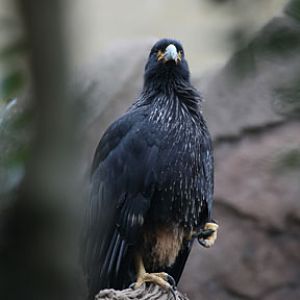 striated caracara