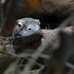 komodo dragon